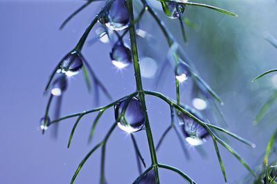 Low angle view of plants against blurred background