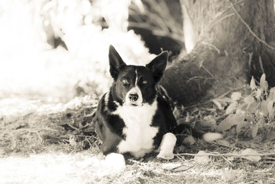 Portrait of dog on field