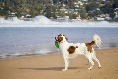 Dog on beach