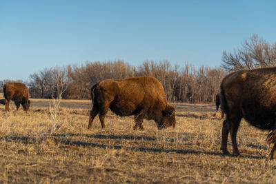 Horses in a field