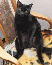 Close-up portrait of black cat sitting at home