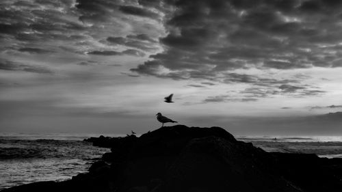 Seagull flying over sea