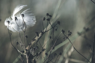 Close-up of white flowering plants