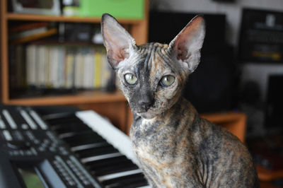 Close-up of green eyed sphynx kitten sitting on piano