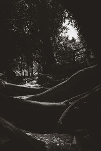 Low angle view of trees at night