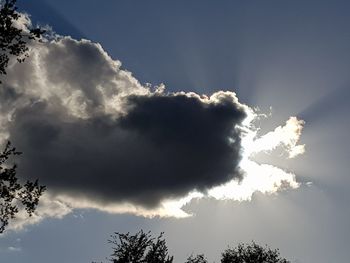 Low angle view of tree against sky