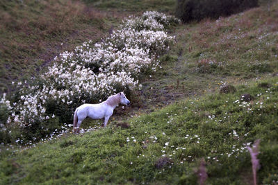 Dog with flowers on grass