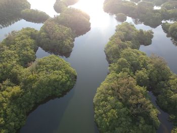 High angle view of trees by lake