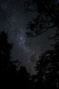 Low angle view of trees against sky at night