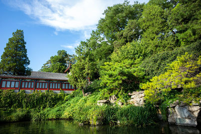 Plants and trees by lake against building