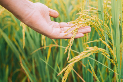 Close-up of hand holding wheat growing on field