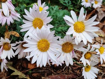 Close-up of white flowers blooming on field