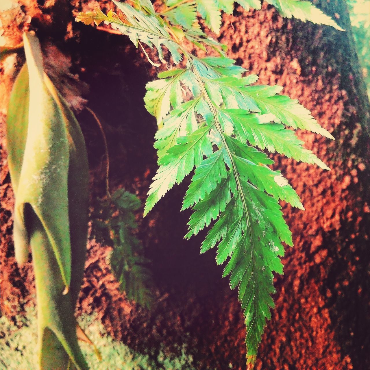 leaf, growth, green color, plant, nature, close-up, leaf vein, growing, beauty in nature, green, natural pattern, outdoors, day, tranquility, no people, field, sunlight, ivy, high angle view, botany