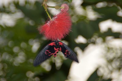 Close-up of butterfly on red flower