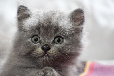 Close-up portrait of cat