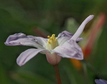 Close-up of yellow flower