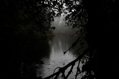 Scenic view of forest against sky