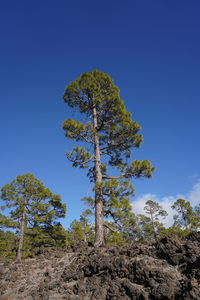 Low angle view of trees against clear blue sky