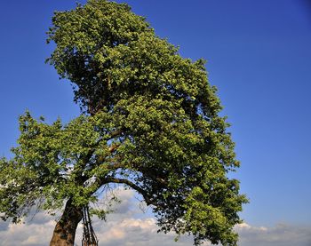Low angle view of tree against blue sky