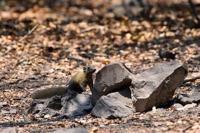 Squirrel in nature, ntural forest of thailand