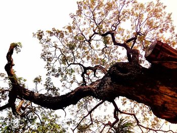 Low angle view of flowering tree against clear sky