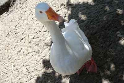 Close-up of white flowers