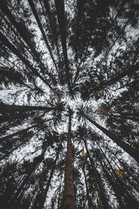 Low angle view of trees against sky