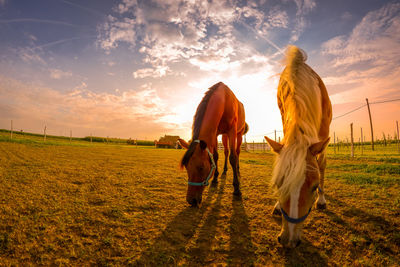 Rear view of women on field against sky during sunset