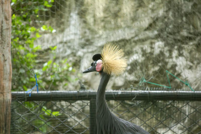 Black crowned crane in the zoo