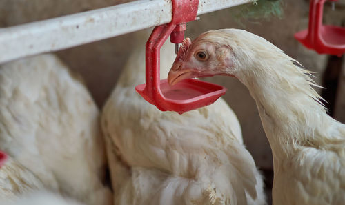 Close-up of a bird