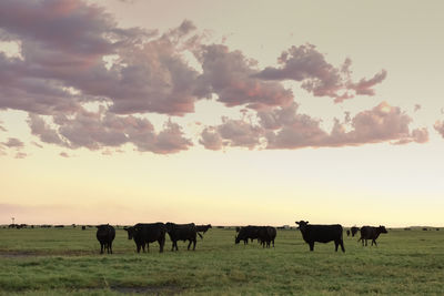 Horses on field against sky during sunset