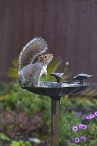Close-up of squirrel