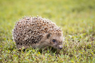 Close-up of an animal on field