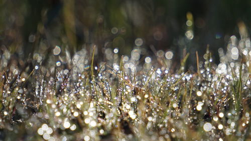 Full frame shot of wet grass