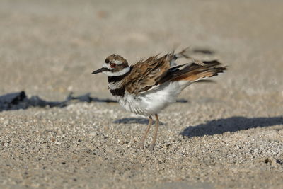 Side view of a bird on beach