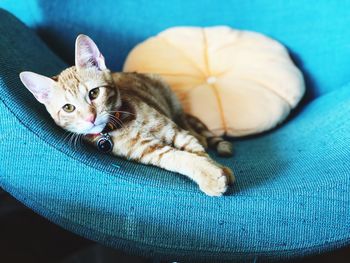 High angle view of cat resting