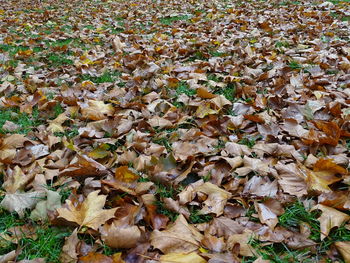 High angle view of maple leaves on field