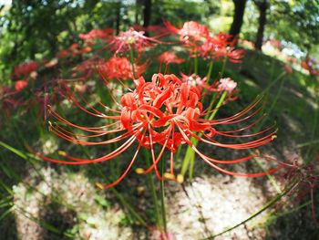 Close-up of red flowers