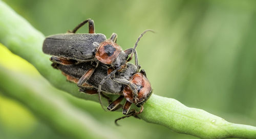 Close-up of insect on leaf