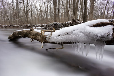 View of frozen trees on snow covered land