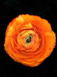 Close-up of orange flower against black background