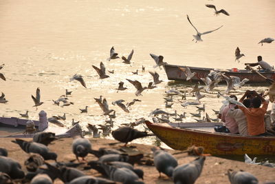 Seagulls in varanasi