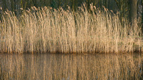 Plants growing in field