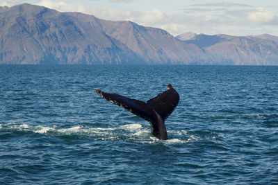Tail of diving whale in sea landscape photo