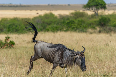 Close-up of wildebeest running on field
