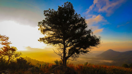 Silhouette tree against sky during sunset