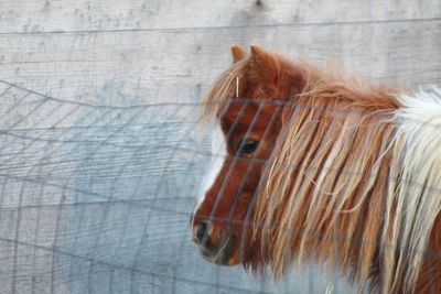 Close-up of a horse