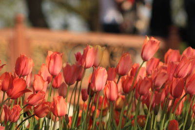 Close-up of red tulips in field