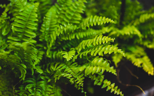 Close-up of ferns