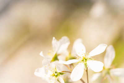 Close-up of white cherry blossoms